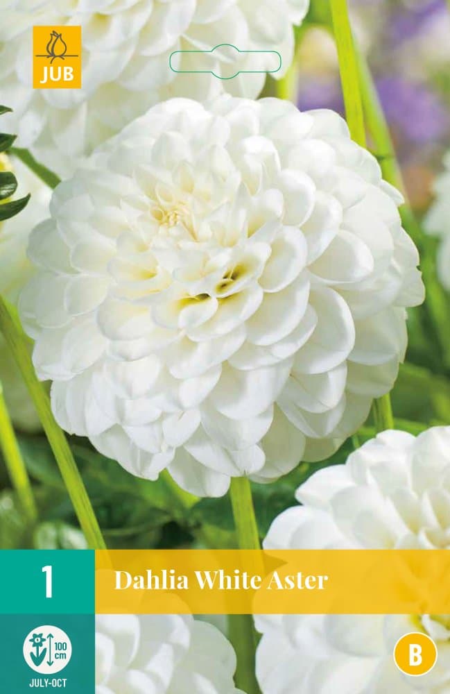 851146/7406 Dahlie White Aster 1ks