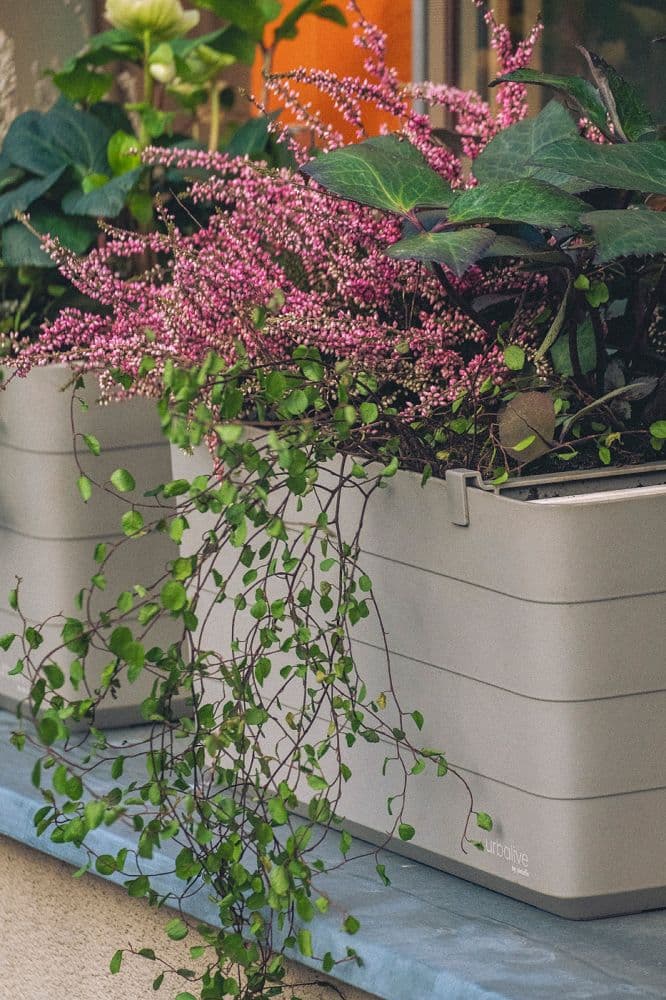 Truhlík Berberis 40 cm Taupe + Slonová kost - náhled 4