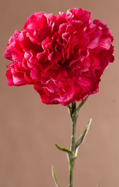 Karafiát 69 cm beauty F401-R1