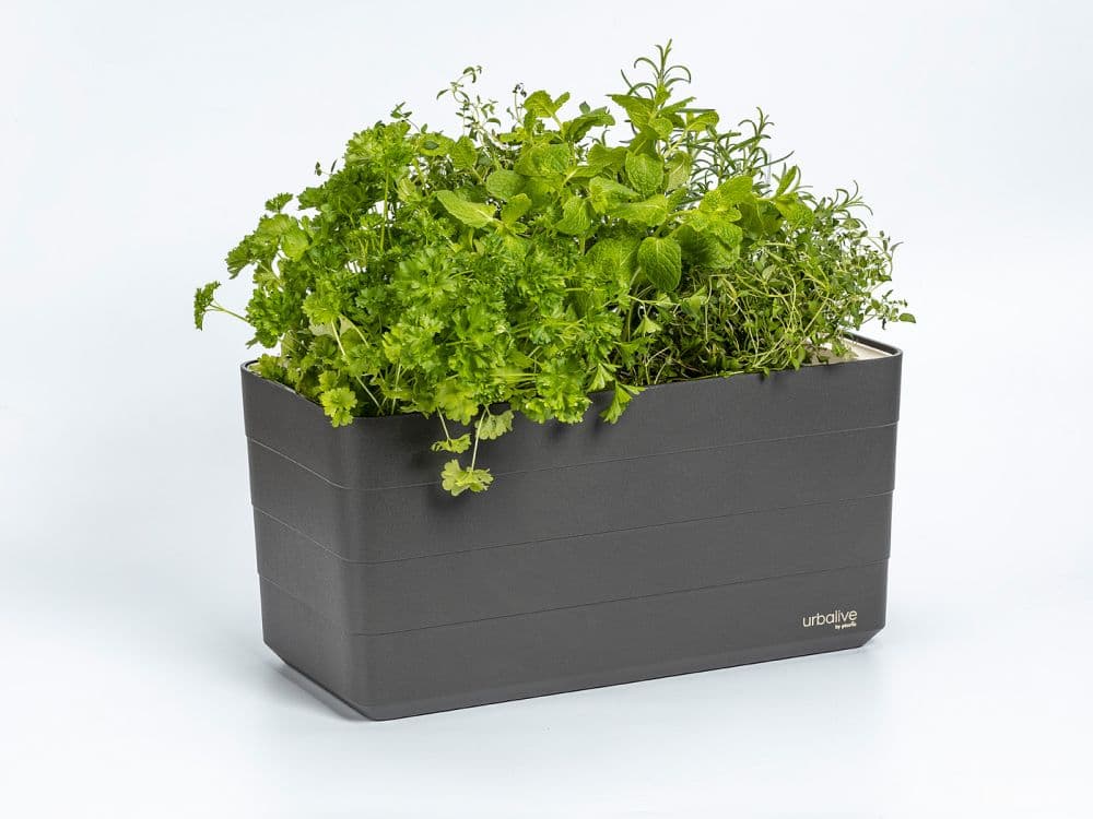 Truhlík Berberis 40 cm Antracit + slonová kost - náhled 3