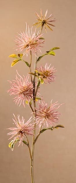 Dry Mini Xanthium 53 cm růžová F258-P