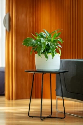 Žardinka samozavlažovací Berberis 26cm Bílá + zelená - náhled 3